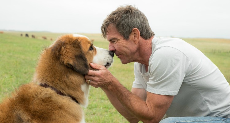 A DOG'S PURPOSE